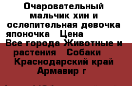 Очаровательный мальчик хин и ослепительная девочка японочка › Цена ­ 16 000 - Все города Животные и растения » Собаки   . Краснодарский край,Армавир г.